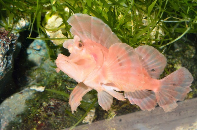 Leafy Scorpionfish